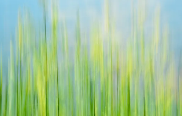 Картинка трава, макро, розмытость