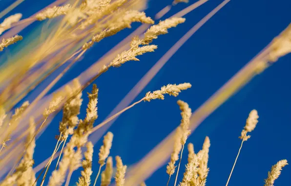 Картинка осень, небо, трава, растение