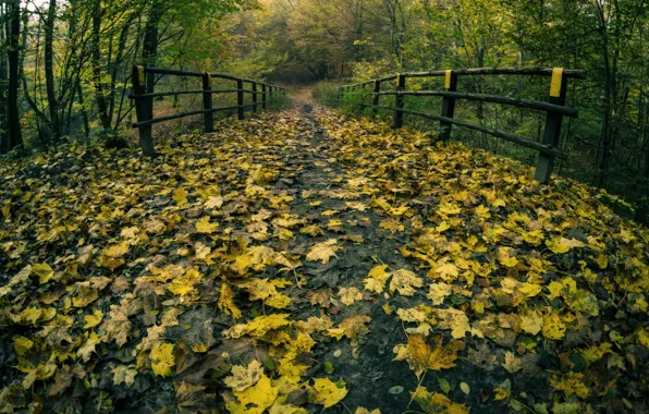 Картинка дорога, осень, парк