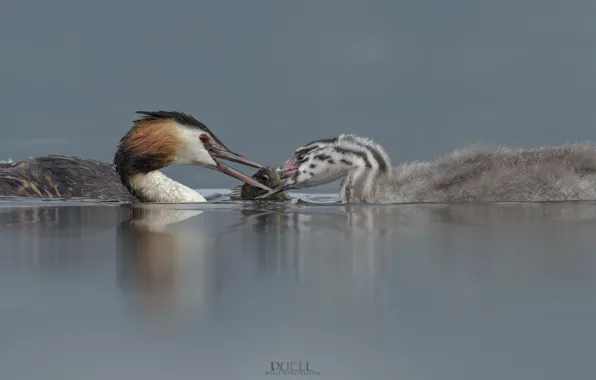 Птицы, озеро, пара, DUELL ©
