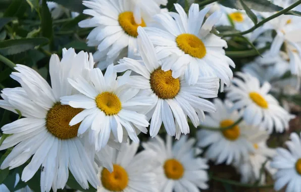 White, flower, blooming