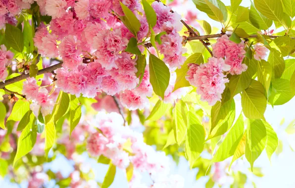 Солнце, красота, ветка, весна, colorful, сакура, цветение, cherry