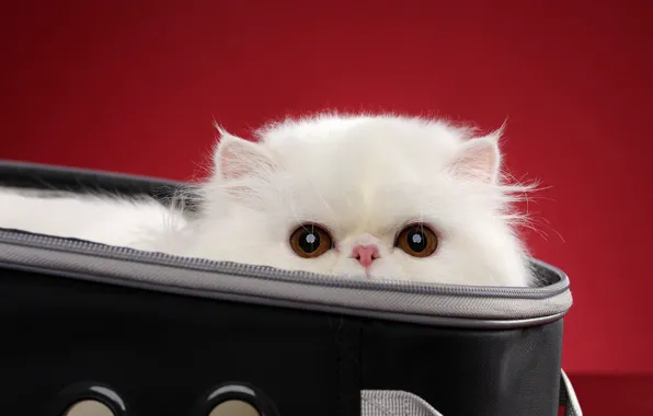Кошка, белый, взгляд, поза, котенок, фон, мордочка, сумка