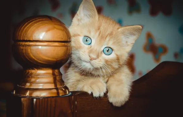 Кошка, Кот, котёнок