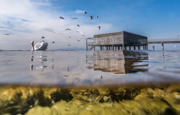 Птица, лебедь, водоем