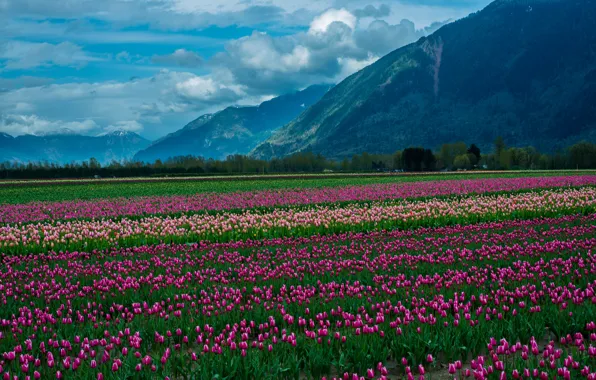 Картинка поле, облака, снег, пейзаж, цветы, горы, природа, тюльпаны