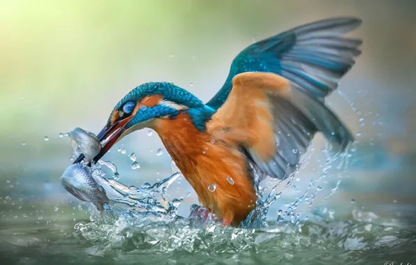 Вода, птица, рыба, Roberto Aldrovandi