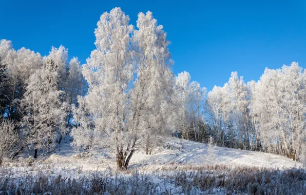 Зима, лес, природа, россия, урал