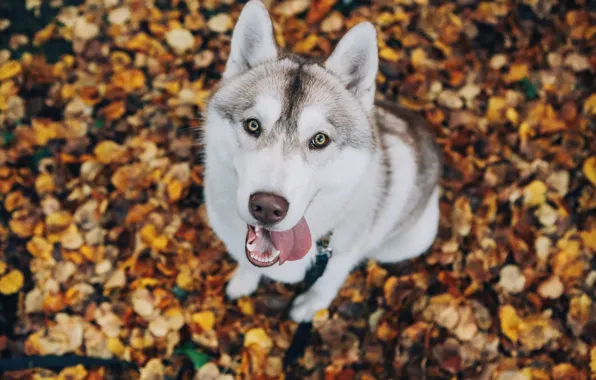 Картинка осень, взгляд, собака