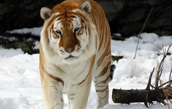 Wallpaper, big, tiger, cat, background, predator, blur, bokeh