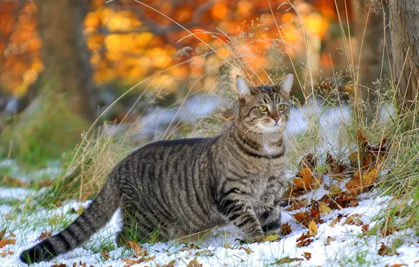 Картинка кошка, трава, листья, снег
