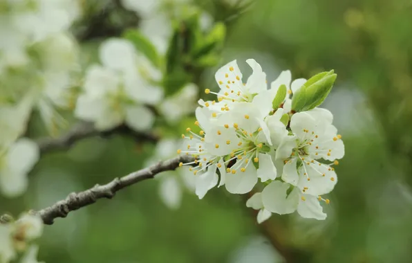 White, flowers, twig