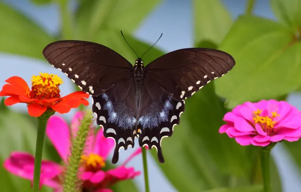 Картинка цветок, природа, бабочка, крылья, насекомое, мотылек