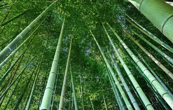Картинка лето, зеленый, бамбук, summer, trees, nature, солнечный свет