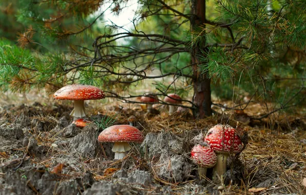 Лес, ветки, природа, дерево, поляна, грибы, гриб, мухомор