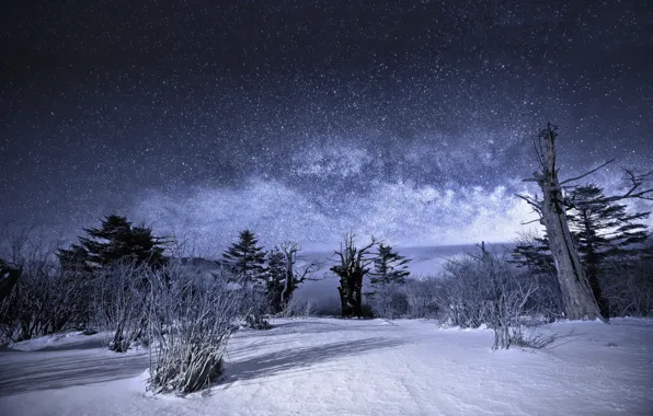 Картинка зима, небо, звезды, снег, деревья, пейзаж, ночь, Природа