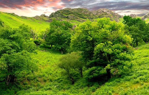 Зелень, небо, деревья, природа, холмы, индия