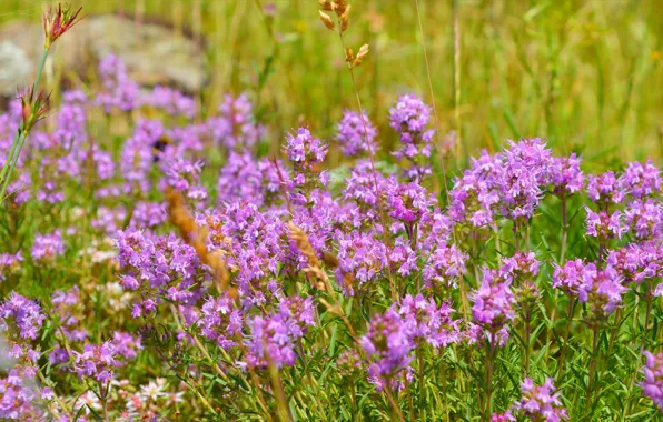 Картинка Цветы, Nature, Flowers