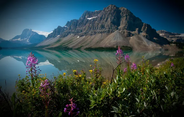 Картинка цветы, Канада, Альберта, Banff National Park, Alberta, Canada, Банф, Канадские Скалистые горы