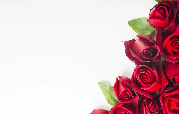 Картинка белый, фон, розы, букет