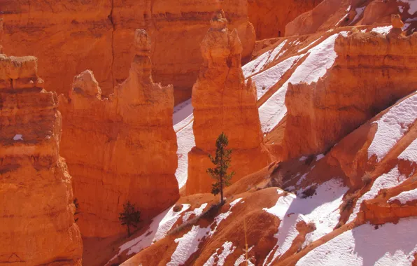 Картинка снег, горы, дерево, скалы, Юта, США, Bryce Canyon National Park