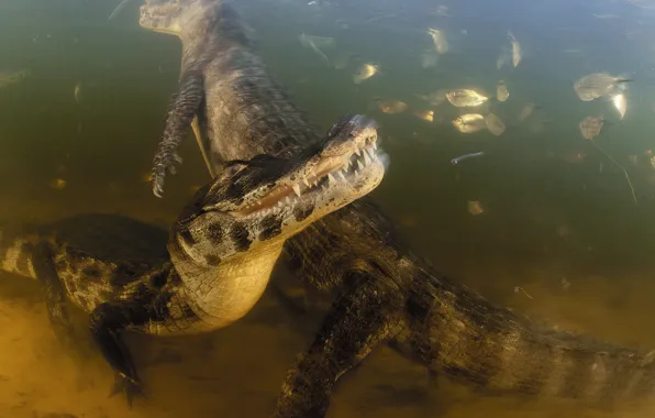 Brasil, Caiman, Pantanal, Crocodiles, Mato Grosso, Fishes