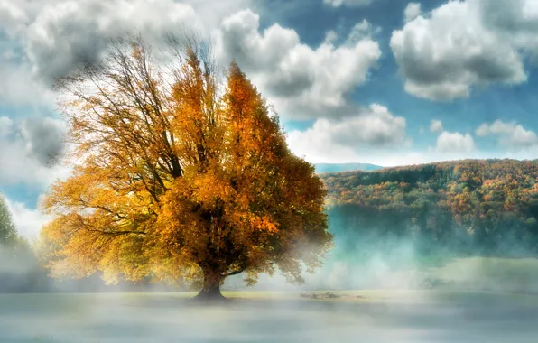 Картинка пейзаж, туман, дерево