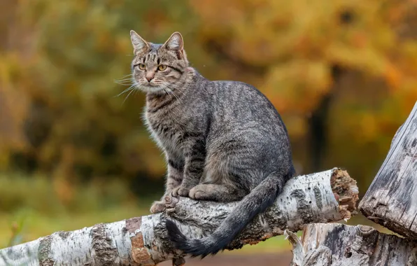 Кошка, фон, бревно, боке, котейка