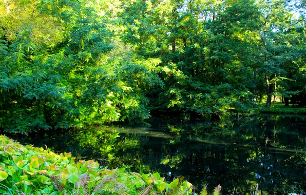 Trees, park, pond