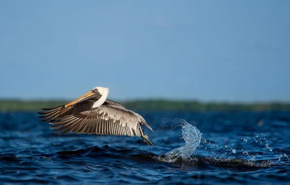 Water, flight, splash, wildlife, pelican