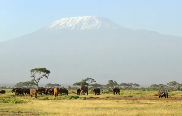 Картинка животные, гора, слоны, Unforgettable Safari