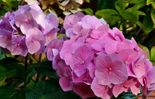 Flower, blooming, hydrangeas