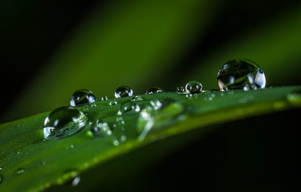 Капли, Растение, Зеленый, Роса, Green, Water, Drops, Plant