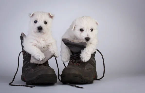 Картинка собаки, ботинки, щенки