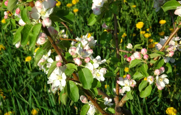 Макро, весна, одуванчики, яблоня, цветение, Spring, Flowering trees