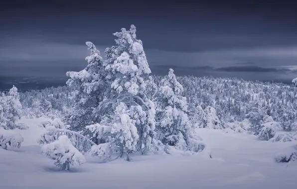 Картинка зима, лес, снег, деревья, сугробы, Россия, Мурманская область, Кандалакша