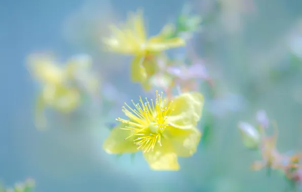 Цветы, природа, весна, лепестки