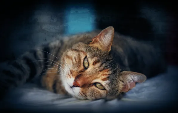 Кошка, кот, портрет, лежит