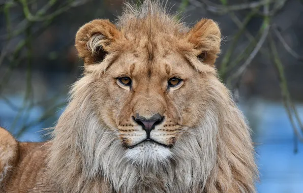 Взгляд, Кот, Лев, Грива, Животное