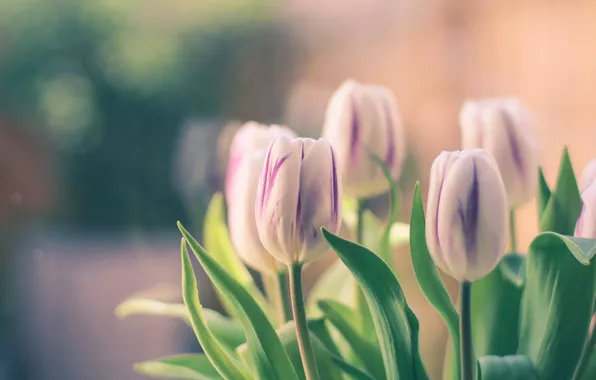 Тюльпаны, бутоны, боке