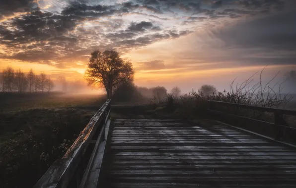 Небо, деревья, мост, природа, рассвет, весна, утро, Tomczak Michał