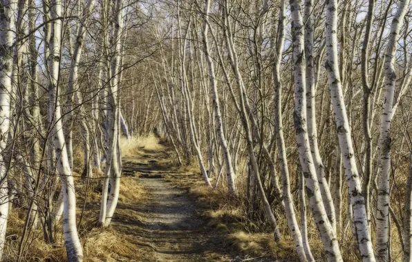 Лес, деревья, тропа, берёзы