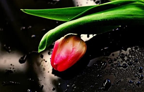 Картинка цветок, фон, тюльпан