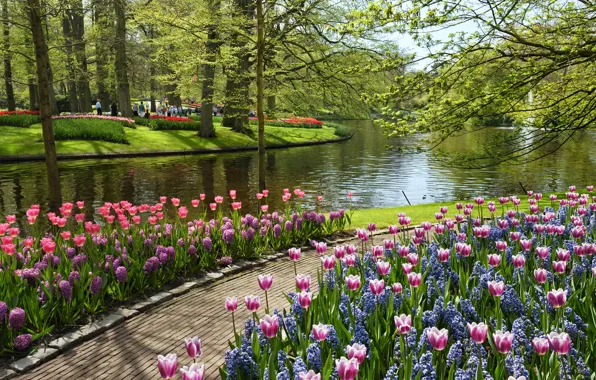 Лето, вода, цветы, пруд, тюльпаны, Парк, Нидерланды, Netherlands