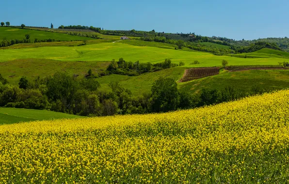 Зелень, поле, лес, цветы, горы, холмы, склоны, весна
