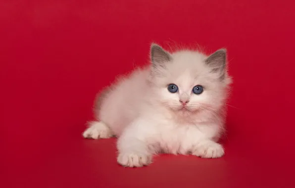 Кошка, белый, взгляд, поза, котенок, лежит, мордашка, красный фон