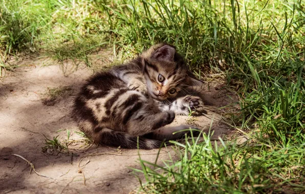 Кошка, трава, взгляд, свет, природа, поза, котенок, серый