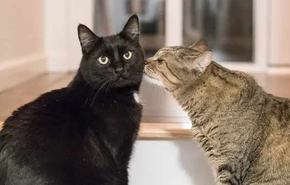 Взгляд, коты, дружба