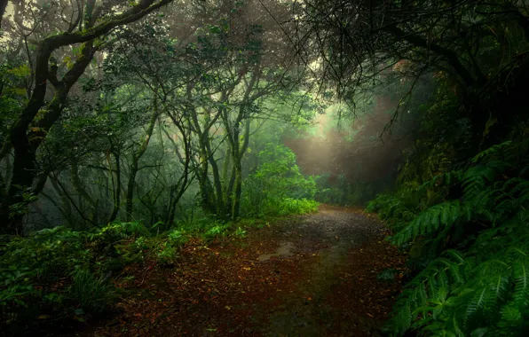 Картинка дорога, лес, туман