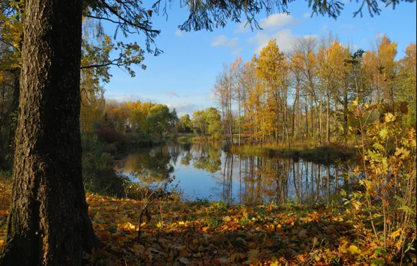 Картинка осень, лес, деревья, пруд, листва, forest, Nature, trees